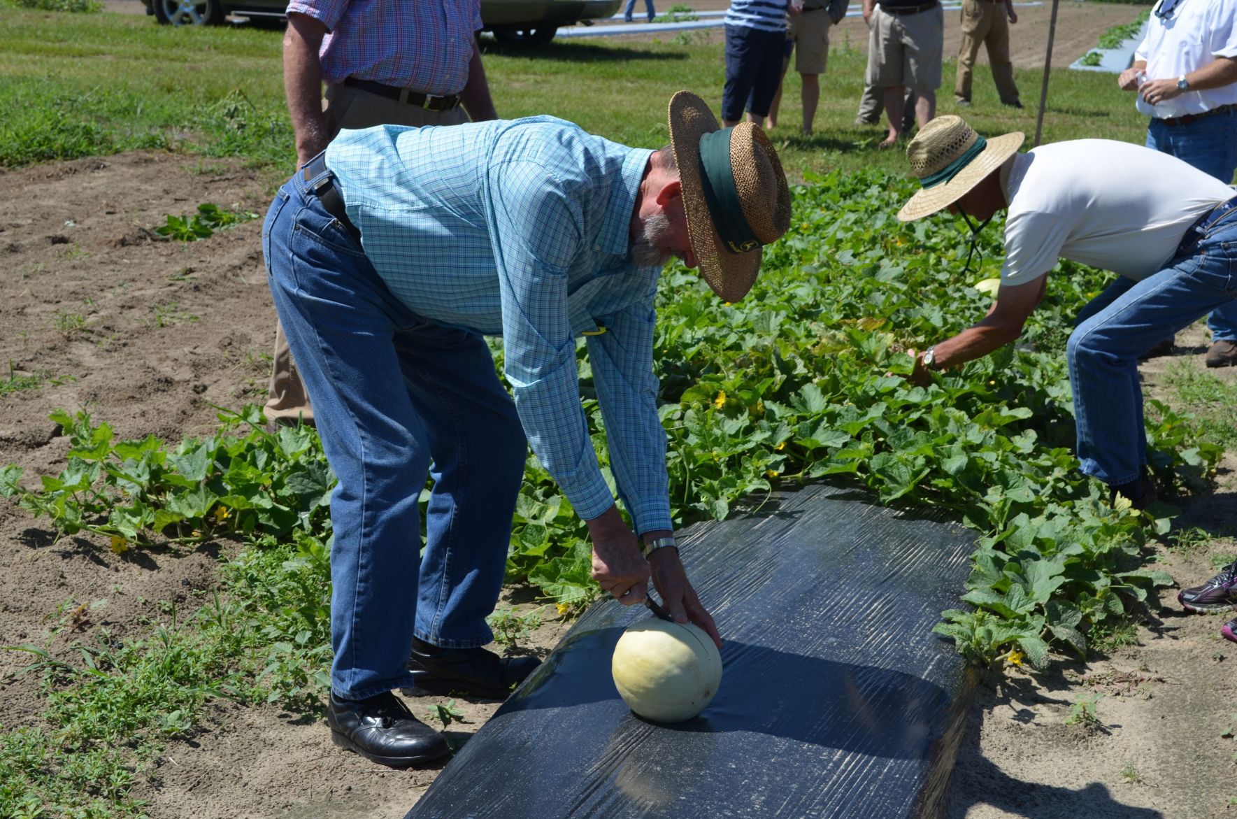 Watermelon Field Day